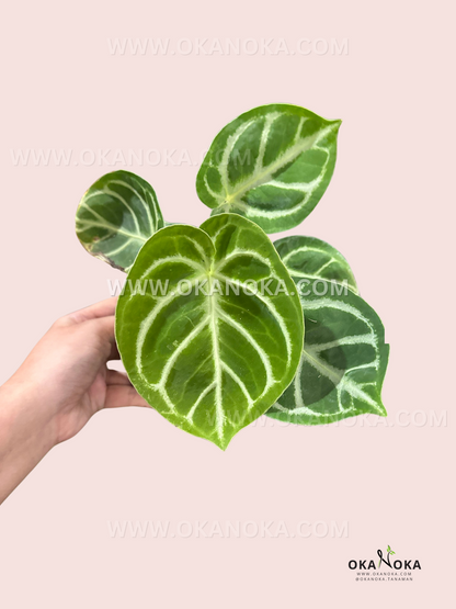 Anthurium Dorayaki