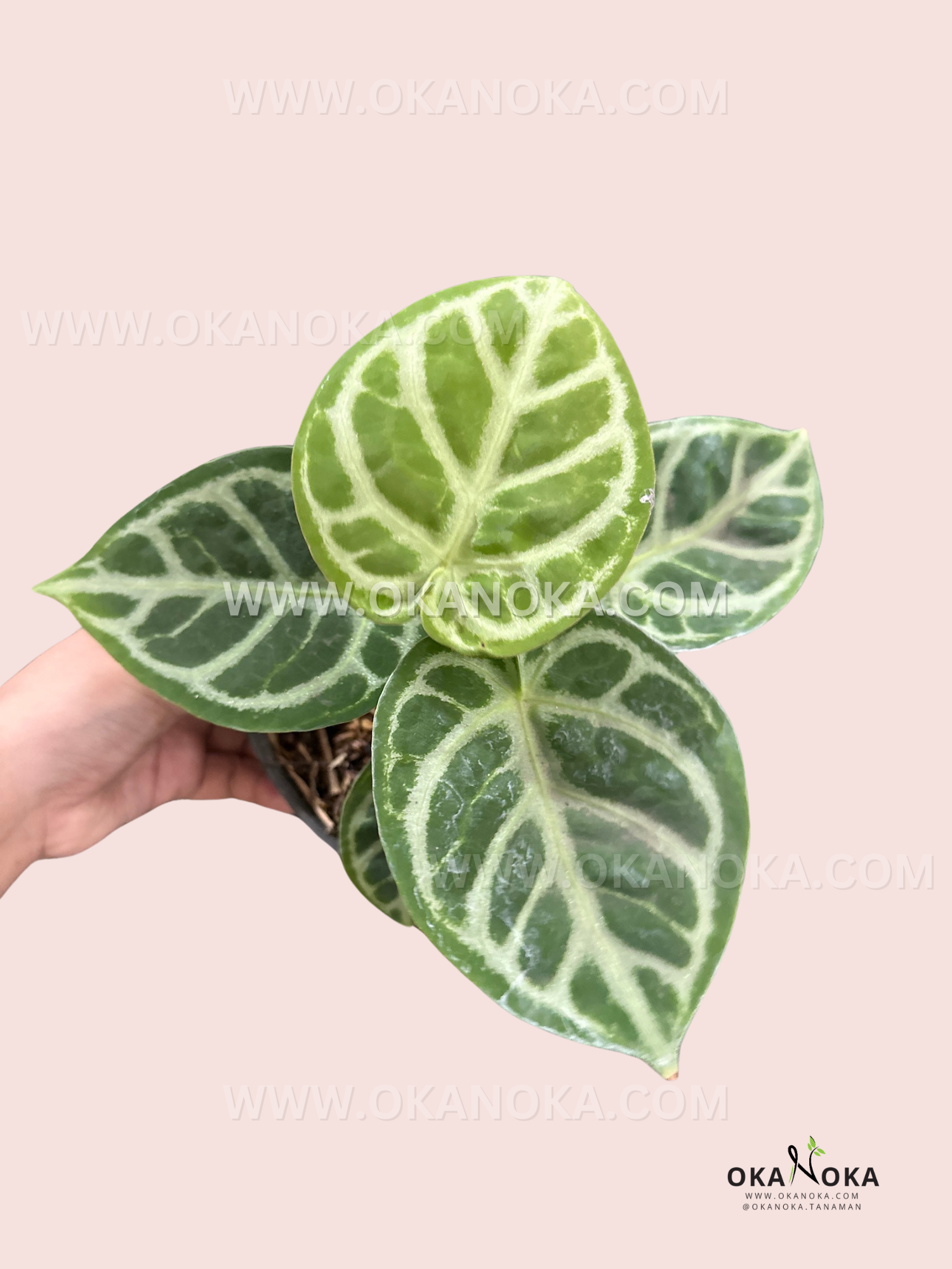 Anthurium Dorayaki