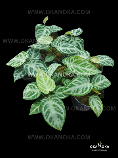 Anthurium Dorayaki Silver Blush