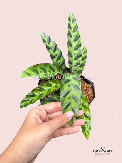 Calathea Lancifolia Rattlesnake prayer plant