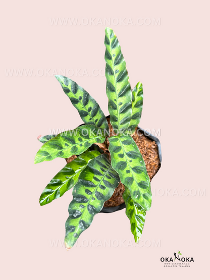 Calathea Lancifolia Rattlesnake prayer plant