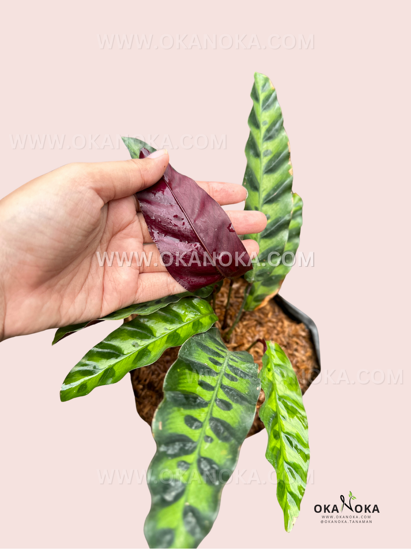 rattlesnake prayer plant Calathea Lancifolia Rattlesnake prayer plant
