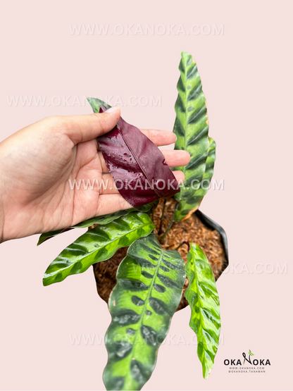 Calathea Lancifolia Rattlesnake prayer plant