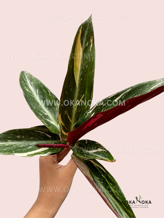 Calathea Magic Star