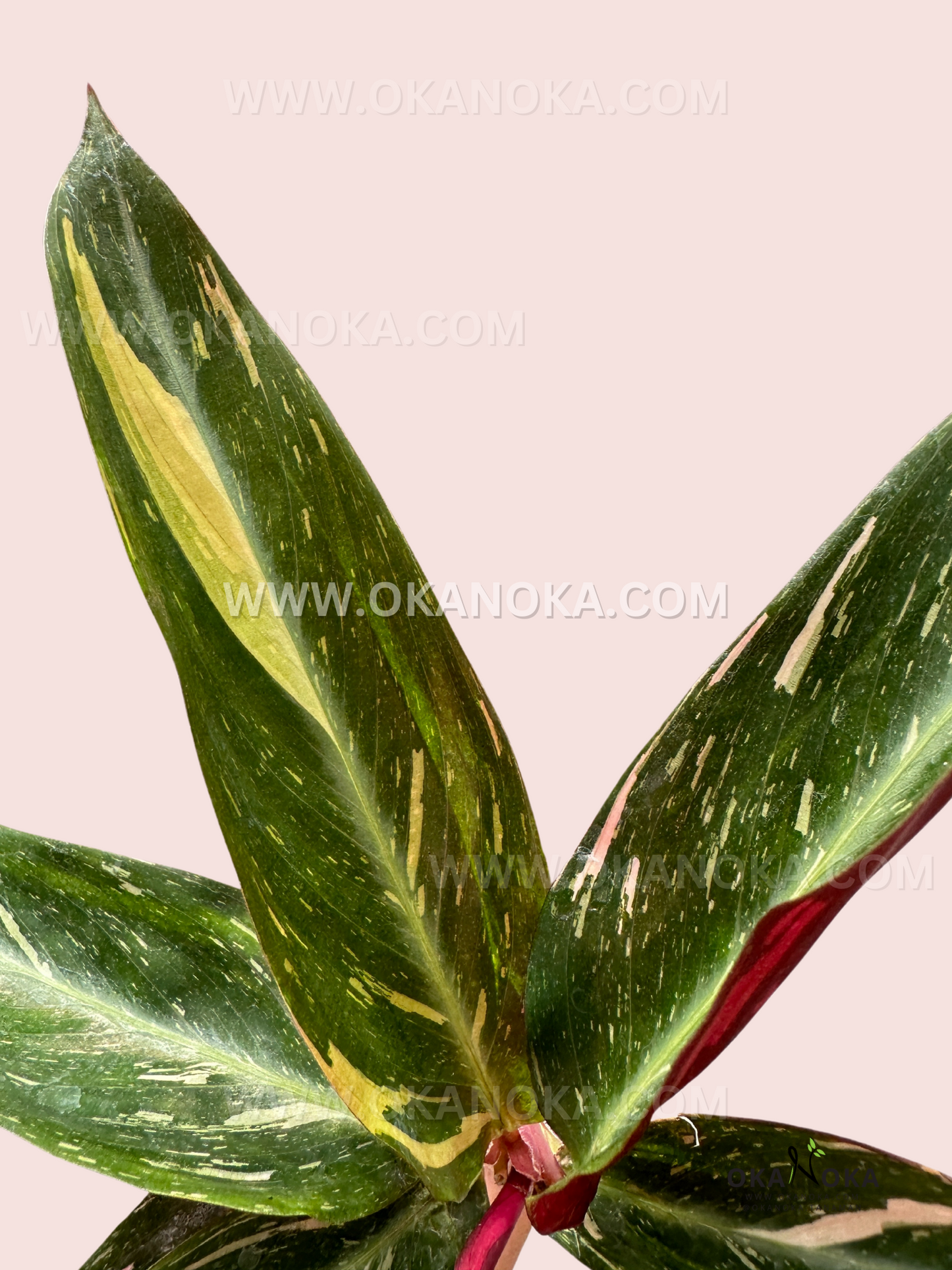 Calathea Magic Star