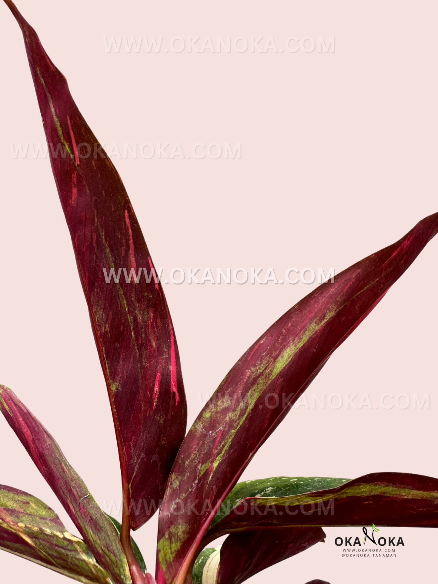 Calathea Magic Star