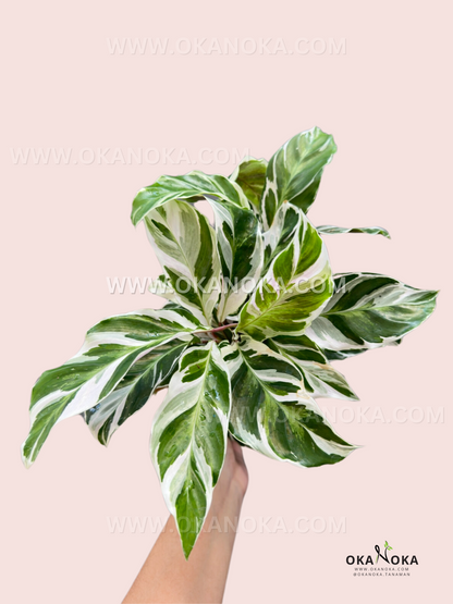 Calathea White Fusion