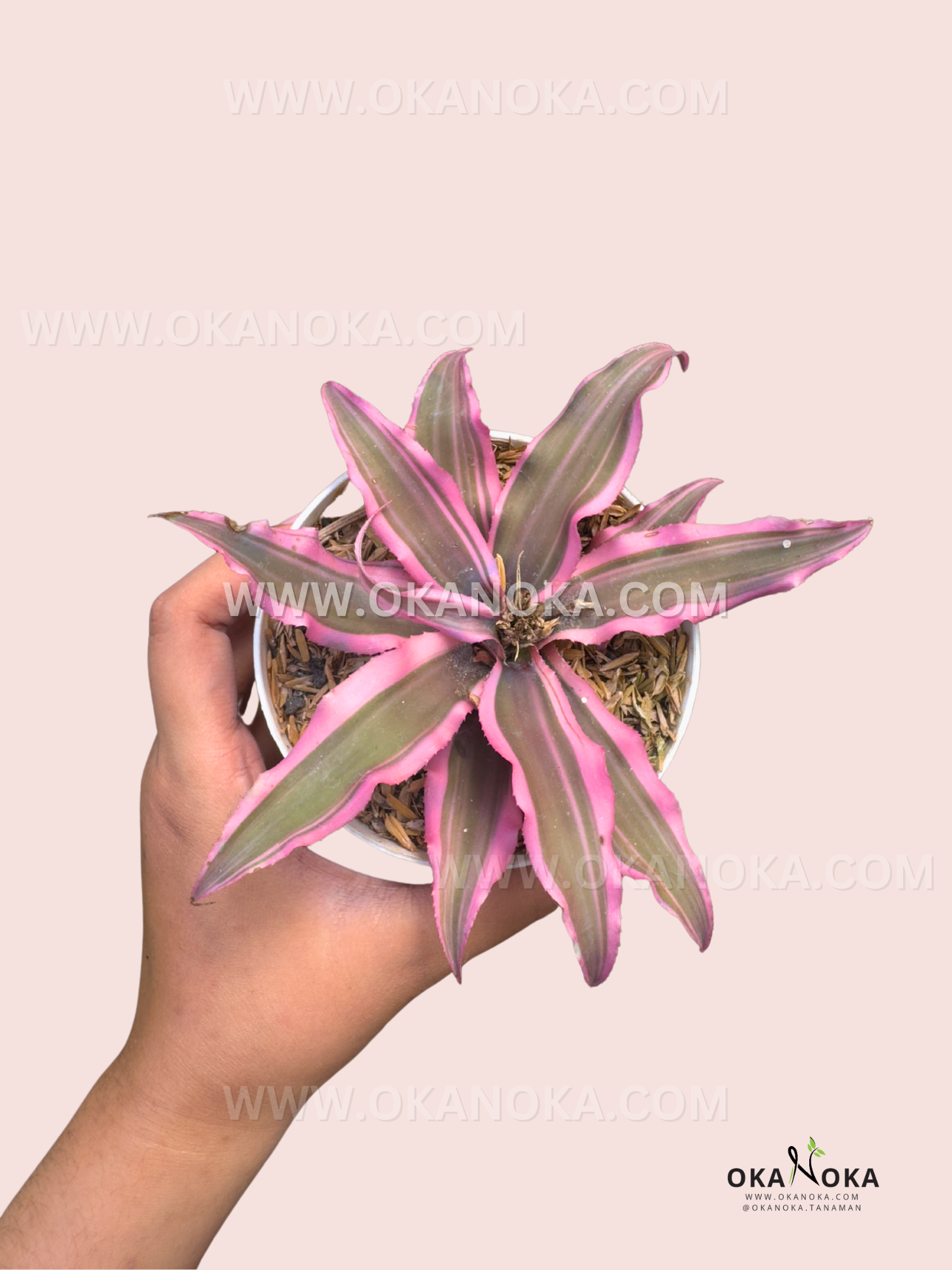 Cryptanthus Bivittatus Earth Star Bromeliad