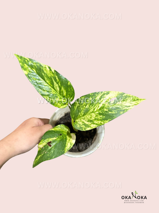 Epipremnum Pinnatum Yellow Sunrise live plant with vibrant yellow and green variegated foliage.