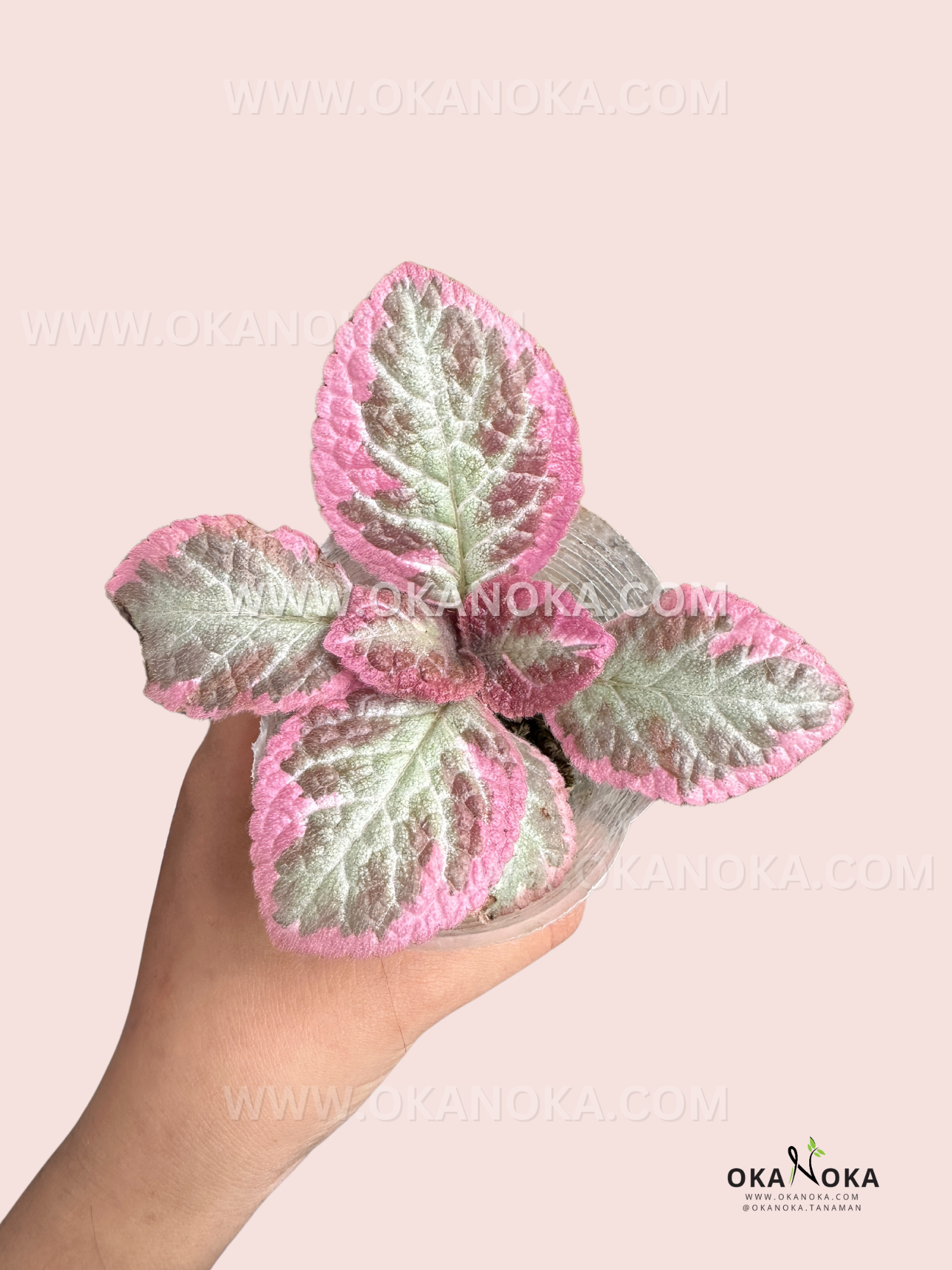 Episcia Cleopatra – Okanoka