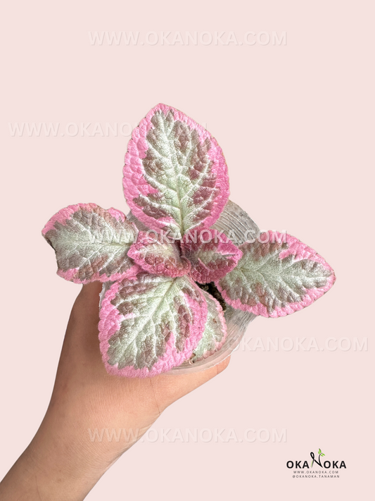 Episcia Cleopatra