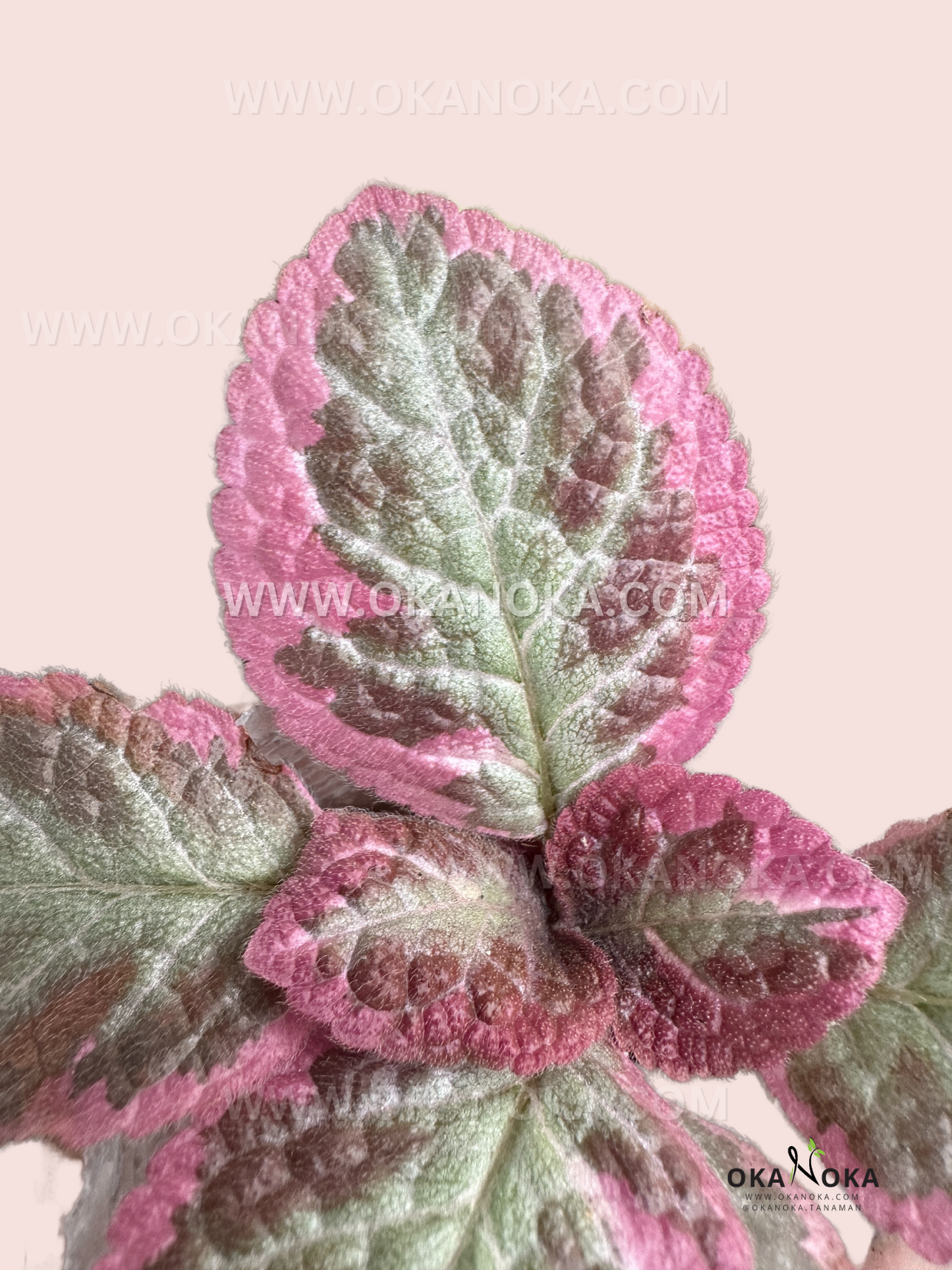 Episcia Cleopatra