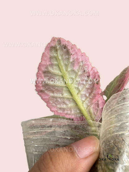 Episcia Cleopatra