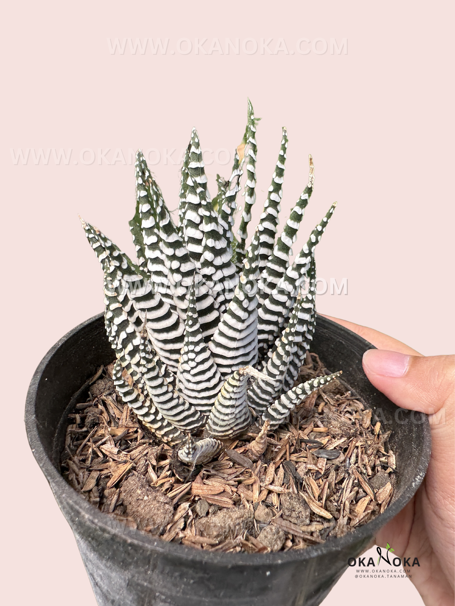 jelly bean plant Shop 'Jelly Bean Succulent - Sedum rubrotinctum' Care and Growing Guide
