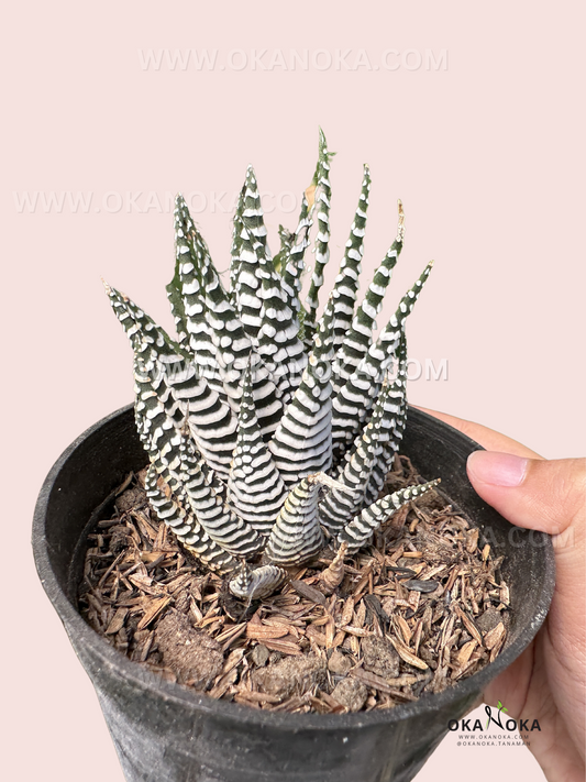 haworthia fasciata zebra plant