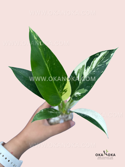 Hand holding Philodendron Green Congo Albo Variegated with bold white sectoral patches and glossy green leaves, moss-wrapped roots against a soft pink background.