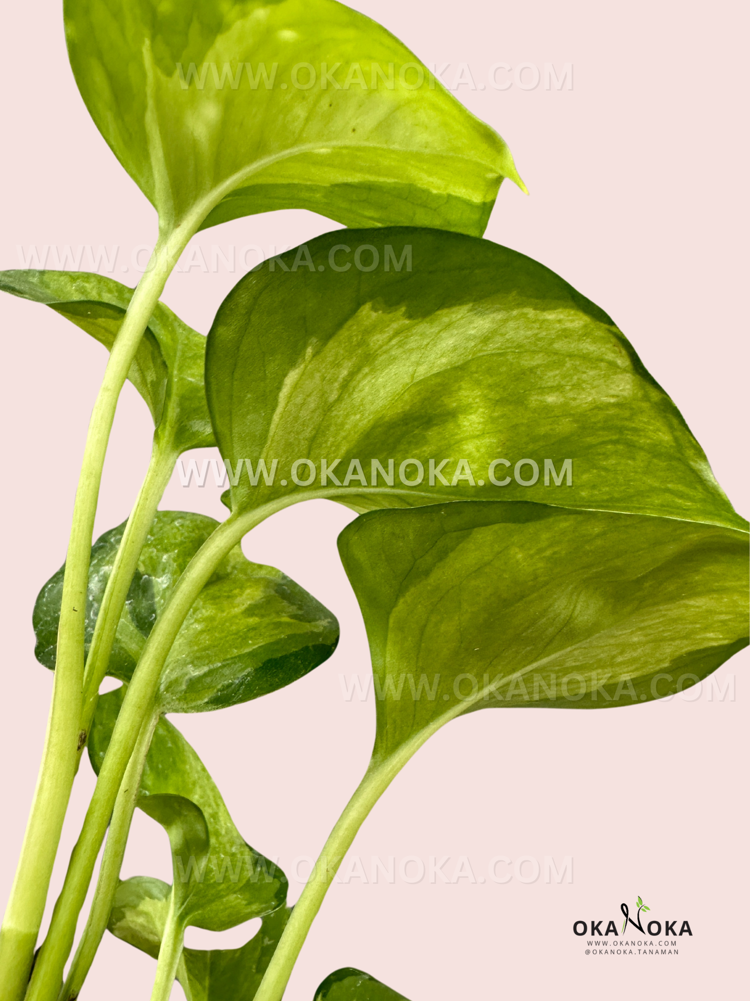 Manjula Pothos Mint