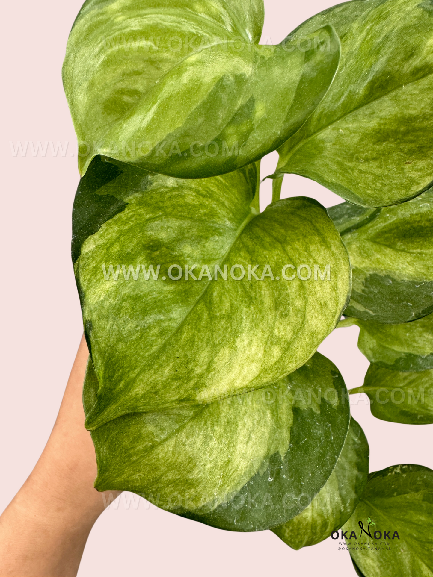 Manjula Pothos Mint