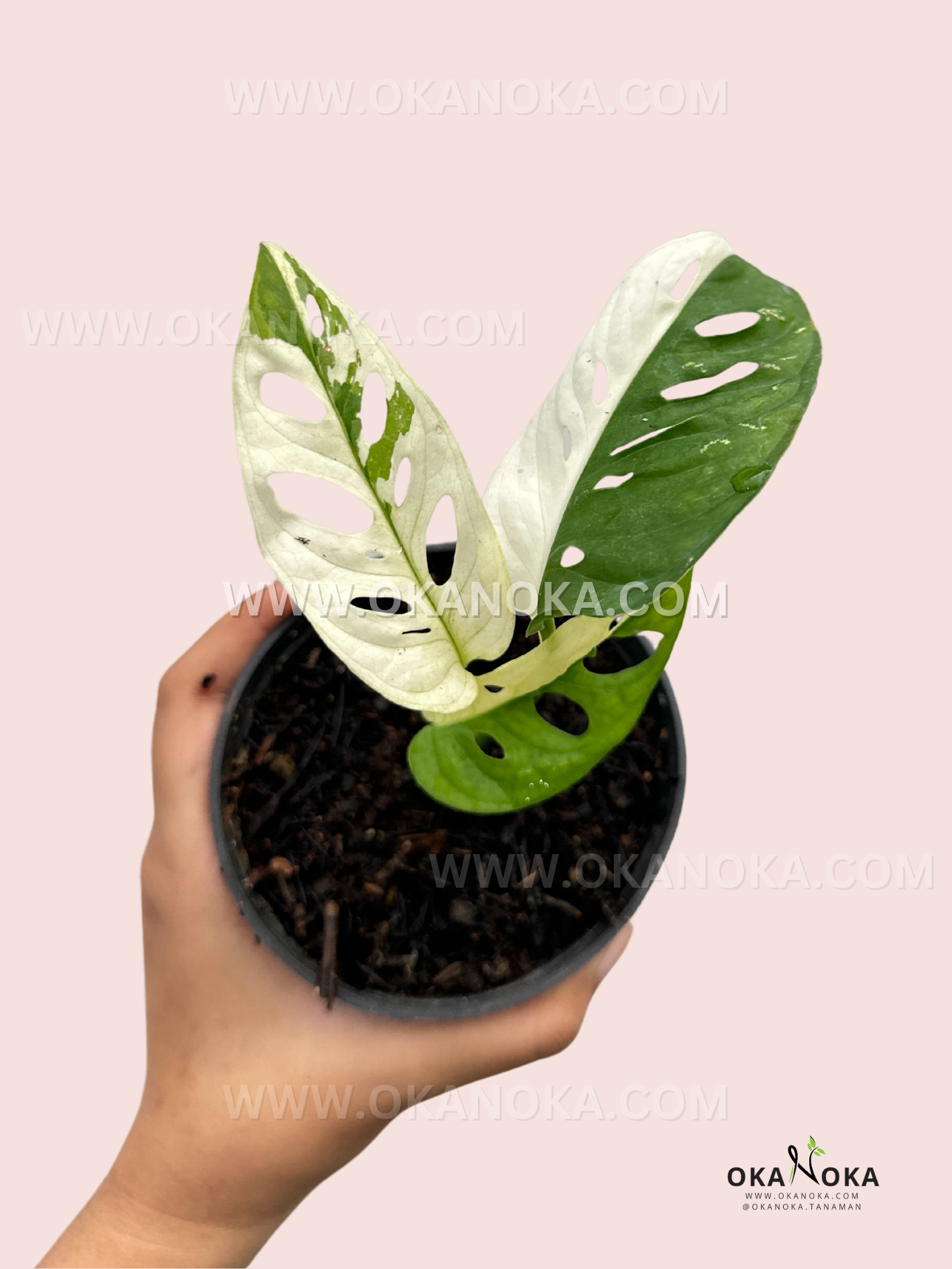 Monstera Adansonii Japan Variegated 