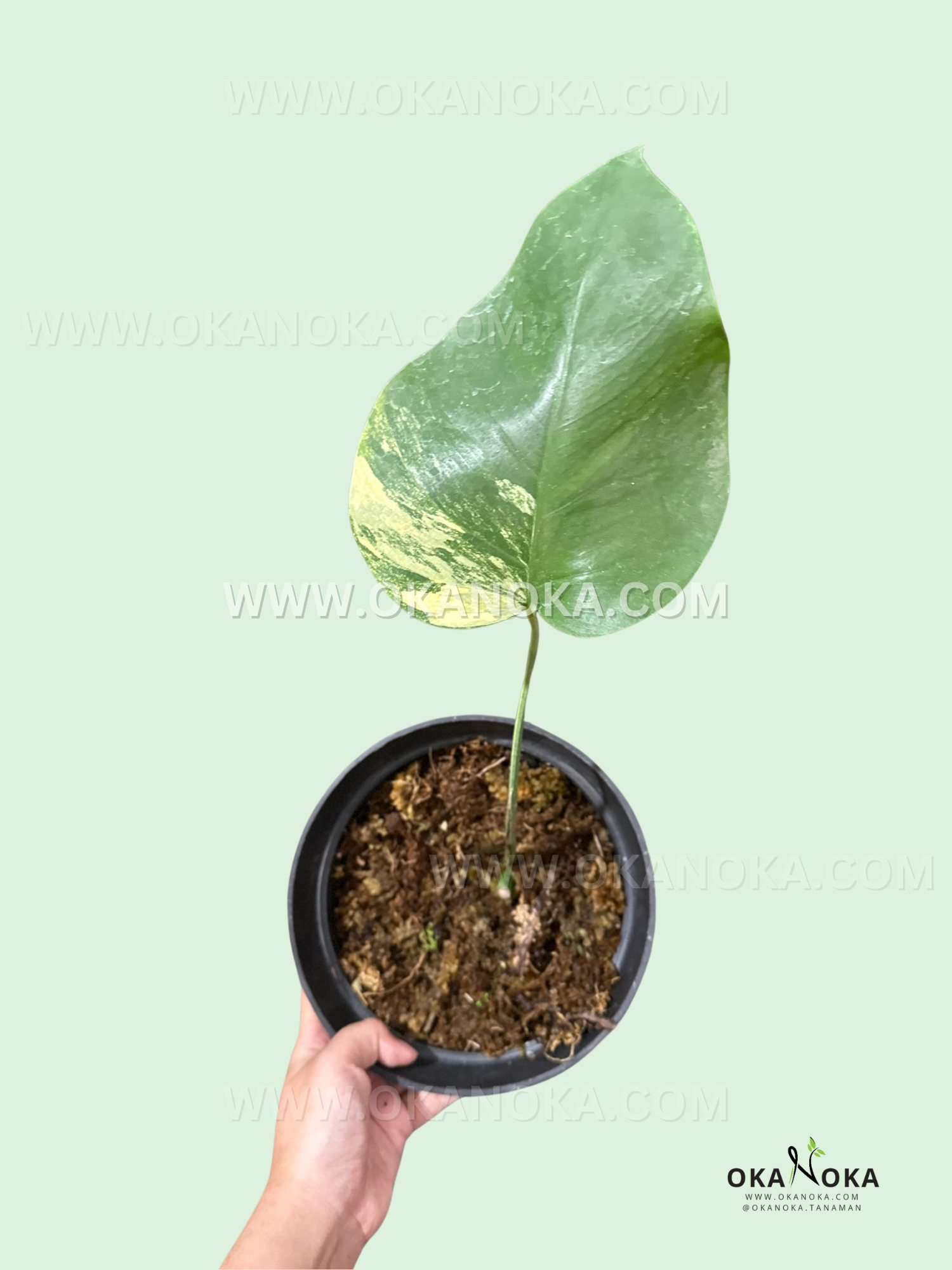 monstera aurea cutting Rooted Cutting Monstera Marmorata Aurea Yellow Variegated – Okanoka