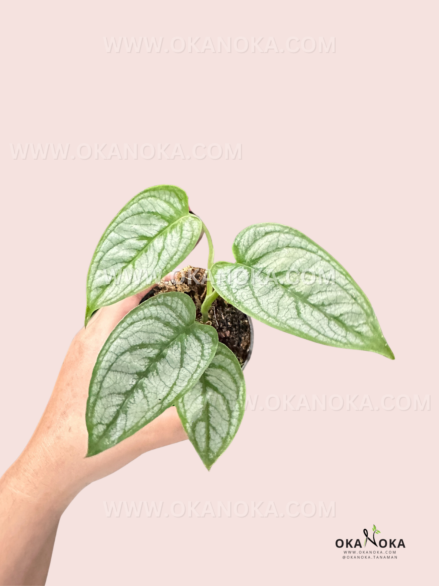 monstera siltepecana el salvador for sale Monstera Siltepecana Elsalvador – Okanoka
