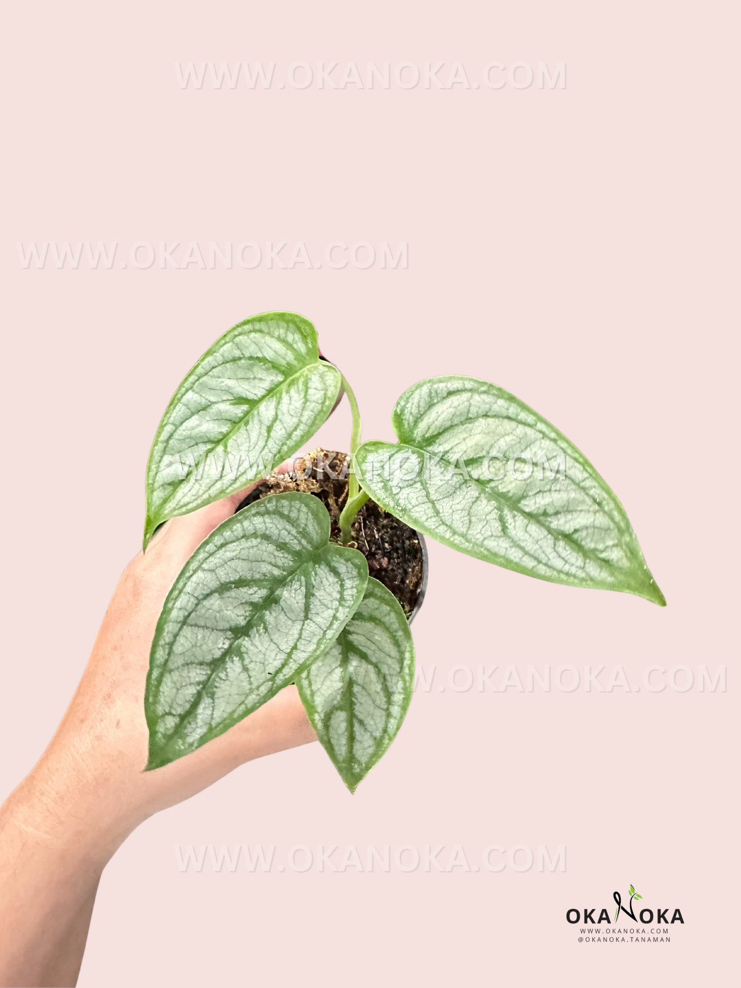 Monstera Siltepecana Elsalvador