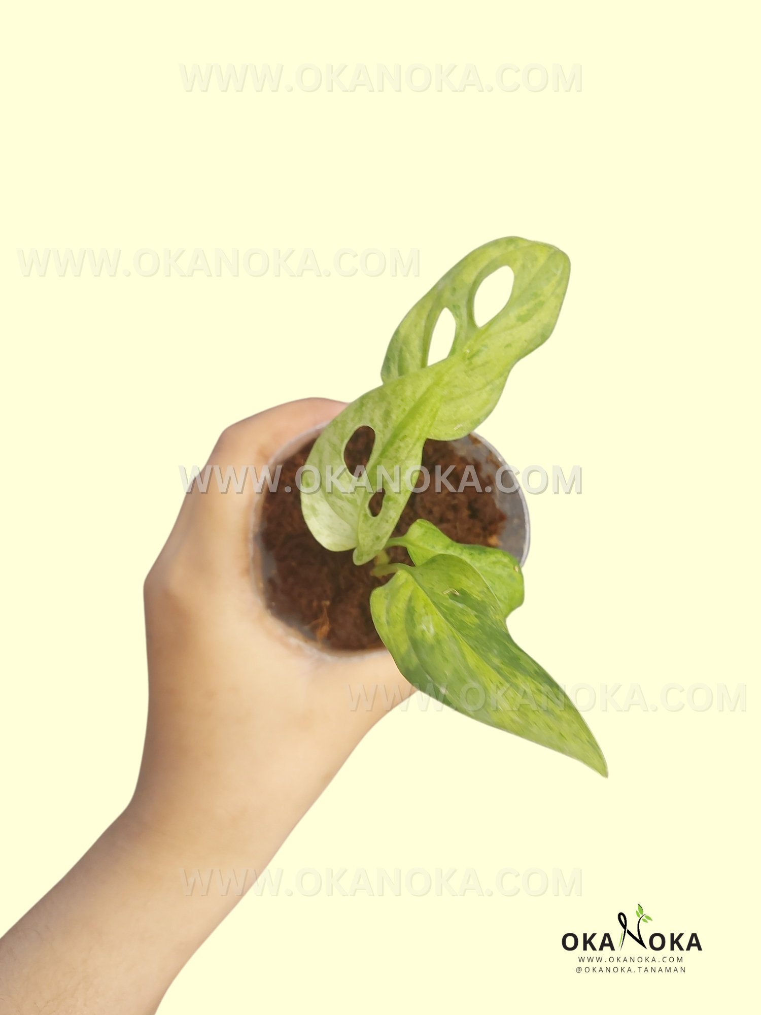 Starter Plant Monstera Adansonii Mint