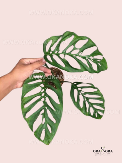 Monstera Blanchetii