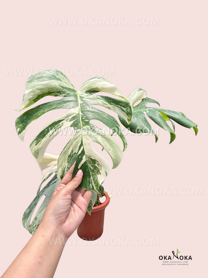 monstera deliciosa variegated