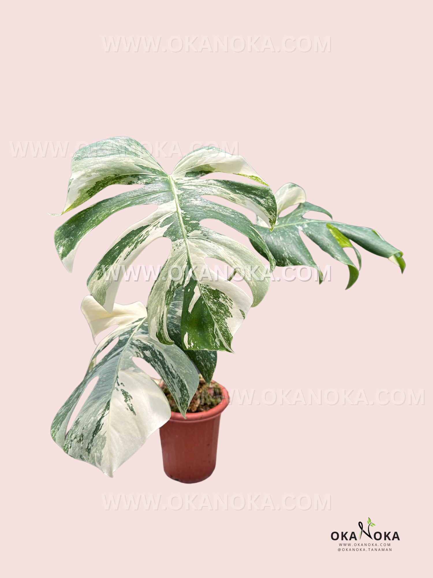 monstera deliciosa fenestration Monstera Deliciosa Variegated Fenestrated