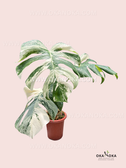 monstera deliciosa variegated