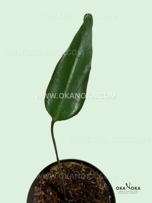 Rooted Cutting Monstera Dilacerata Burle Marx Flame