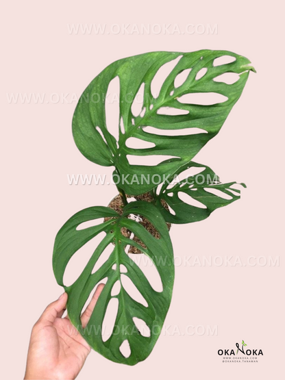 Monstera Esqueleto