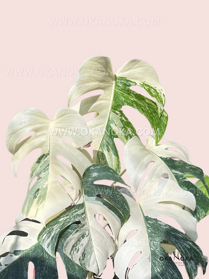 Monstera Deliciosa Variegated Fenestrated