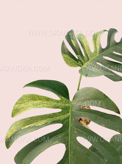 Monstera Deliciosa Mint Variegated Fenestrated