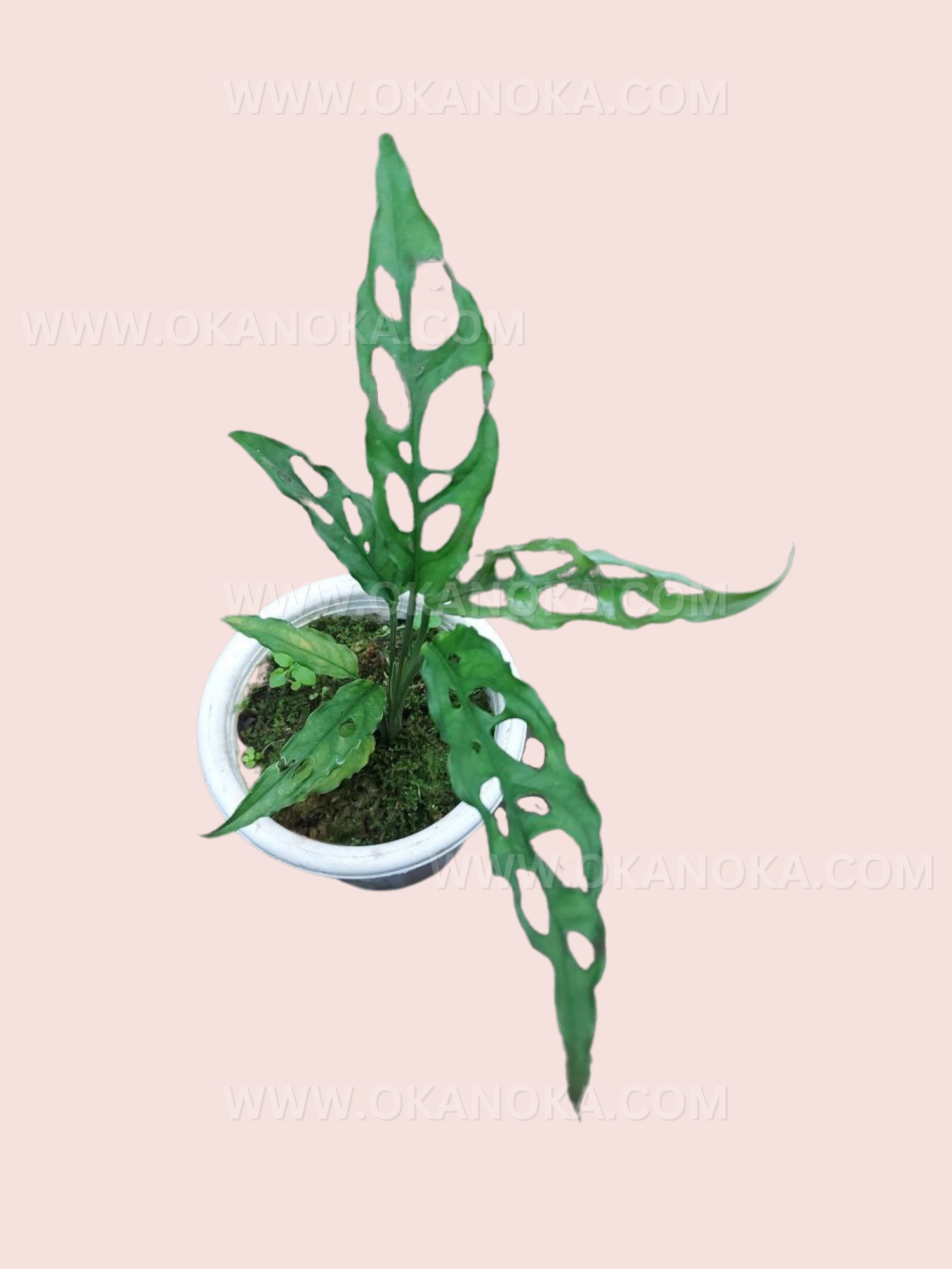 monstera obliqua peru Monstera Obliqua Peru – Okanoka