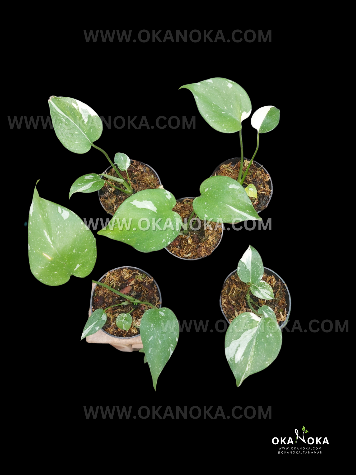 Wholesale 3x Monstera Thai Constellation small size