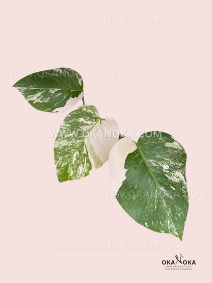 Monstera Deliciosa Variegated