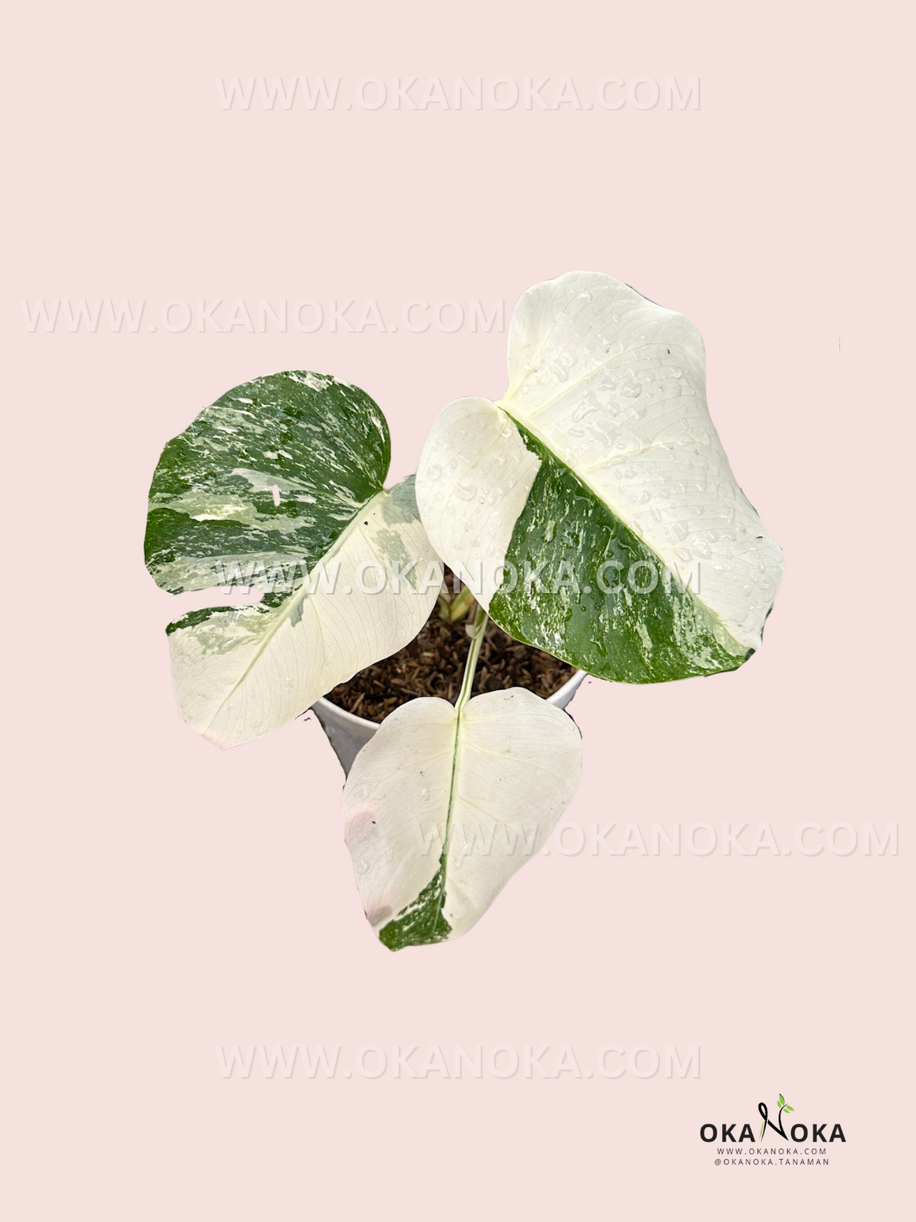 albo monstera leaf Monstera Deliciosa Albo Marble Variegated – Okanoka