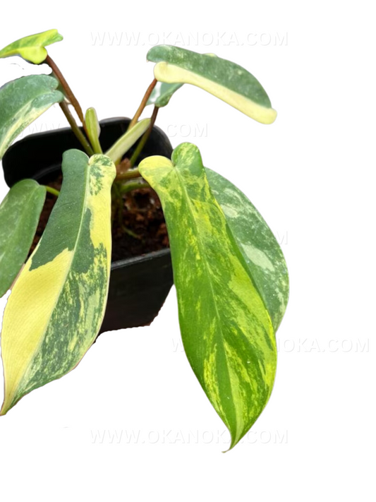 Philodendron Florida Beauty 