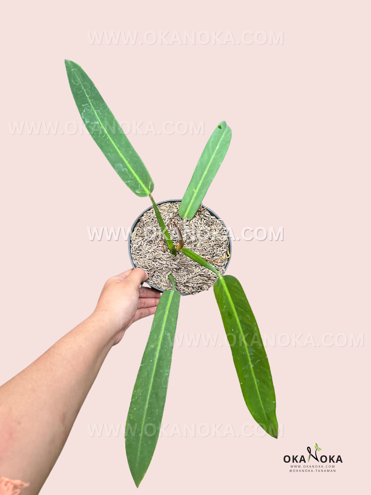 philodendron bicolour Philodendron Bicolor medium size – Okanoka