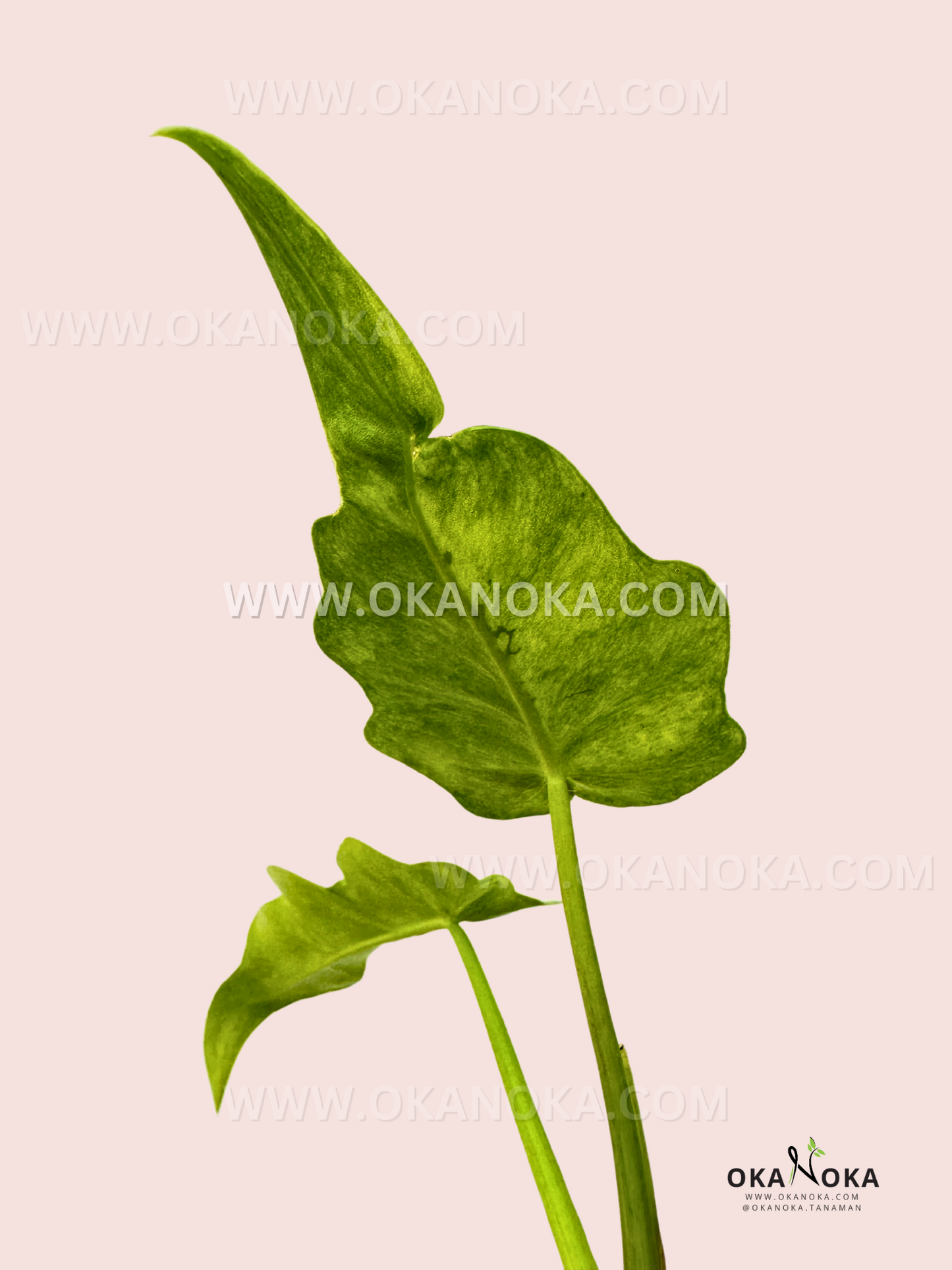 philodendron bob cee hybrid Philodendron Bob Cee Variegated – Okanoka