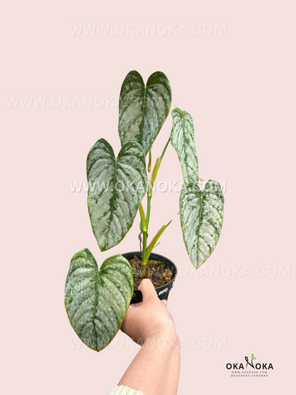 Philodendron Brandtianum