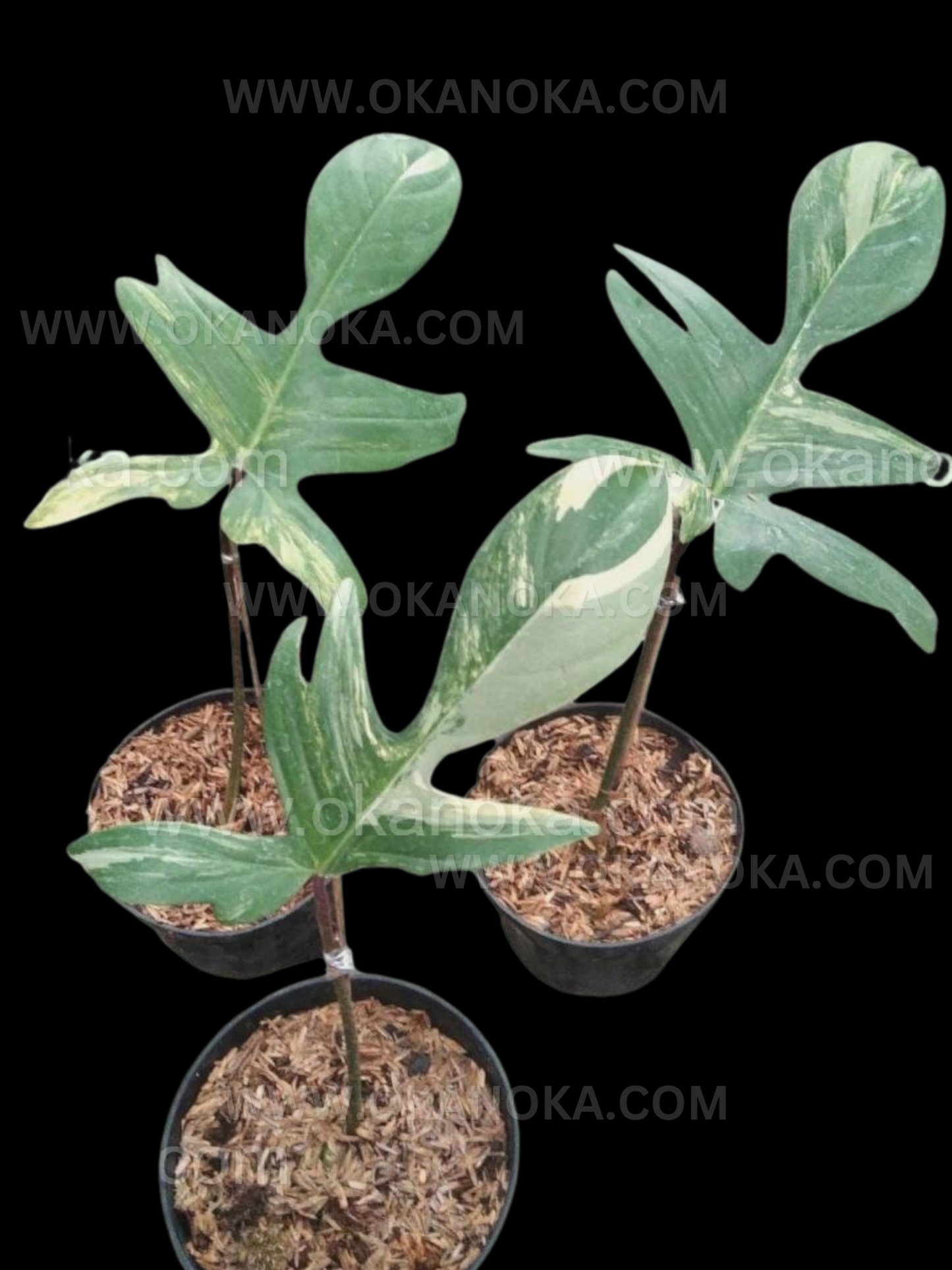 Wholesale 10x Rooted Cutting Philodendron Florida Beauty