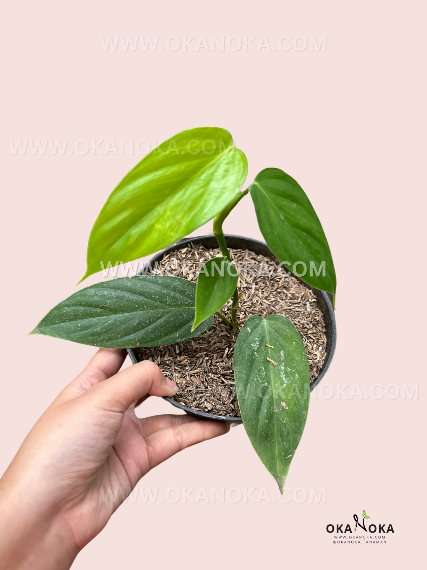 Philodendron Genevievianum