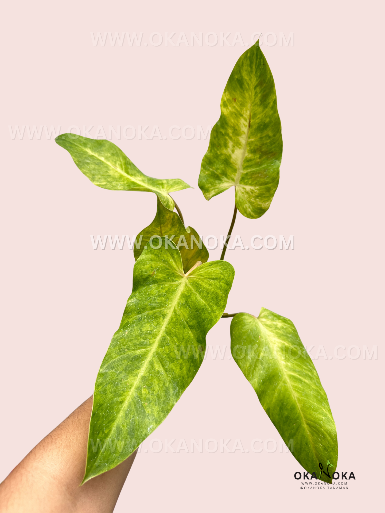 Philodendron Goldiana Large Size live plant with oversized glossy green tropical foliage.