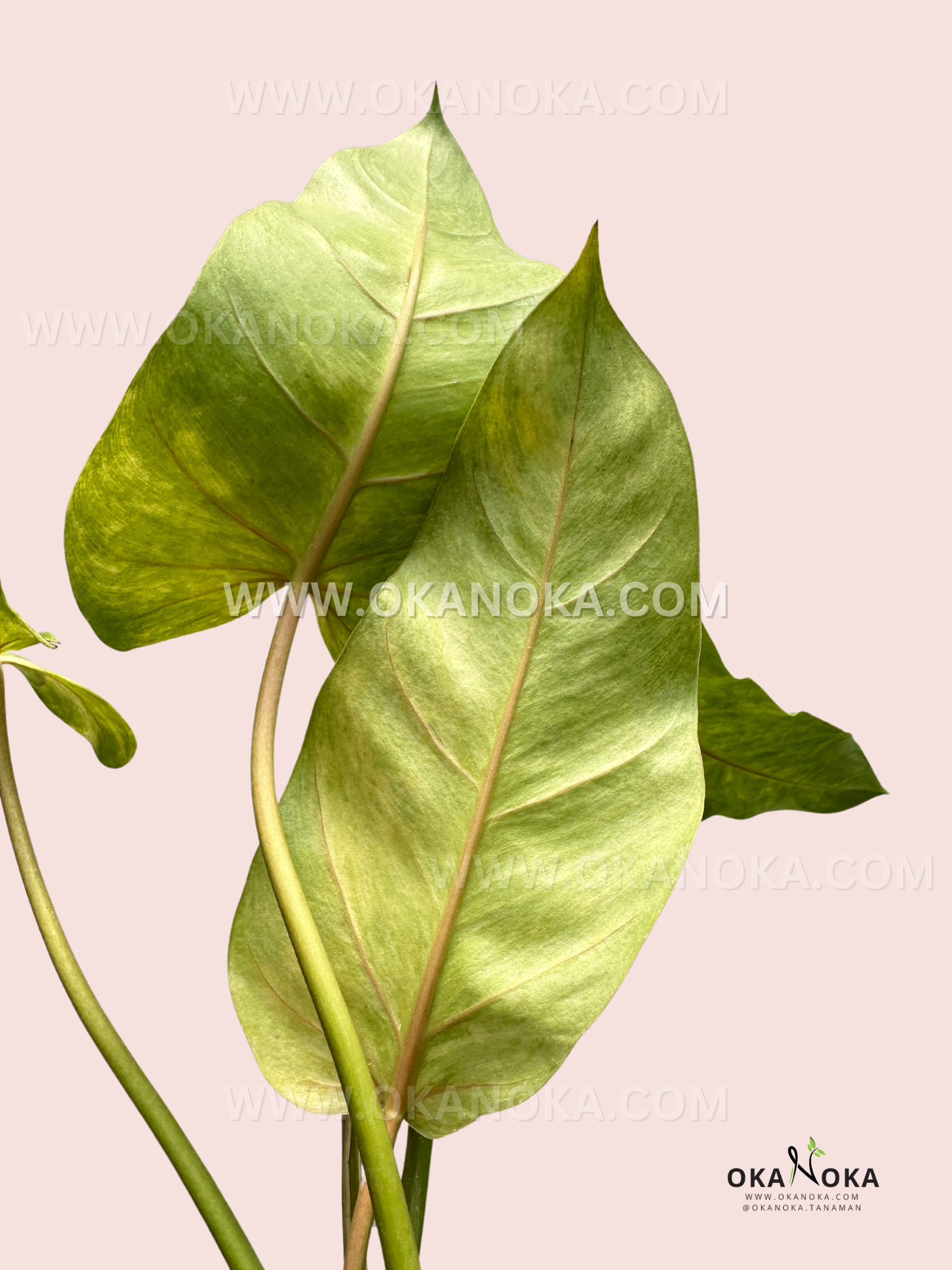 Philodendron Goldiana Large Size