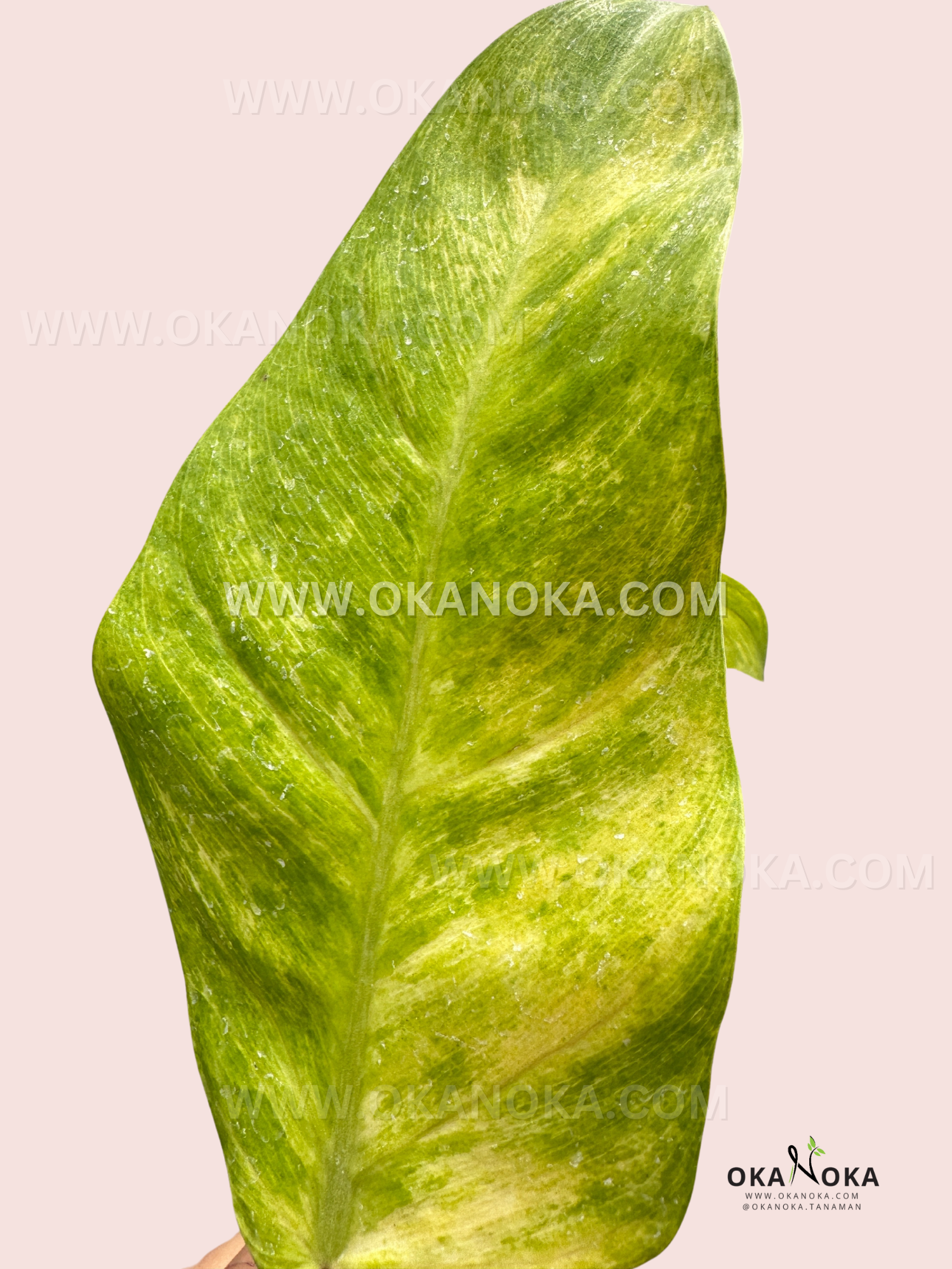philodendron musaica Philodendron Goldiana Large Size