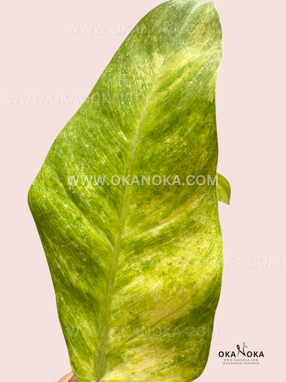 Philodendron Goldiana Large Size