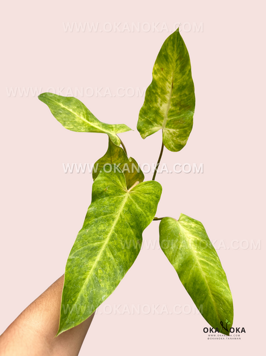 Philodendron Goldiana Large Size